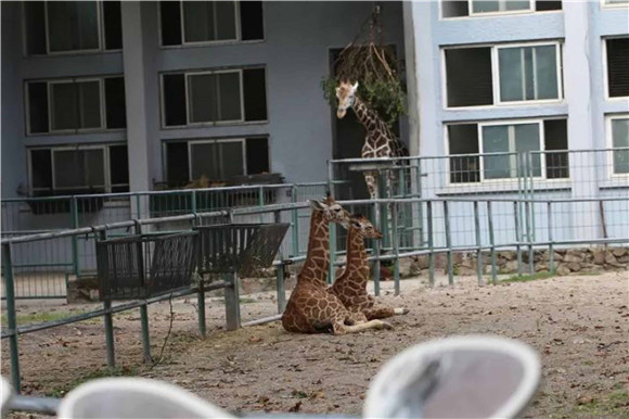 上海动物园长颈鹿家族连生两娃