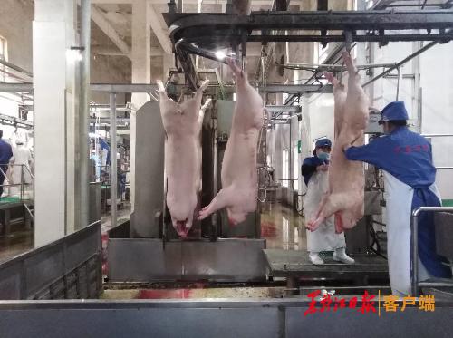 哈尔滨市巴彦县塑造品牌让生猪产业由大转强