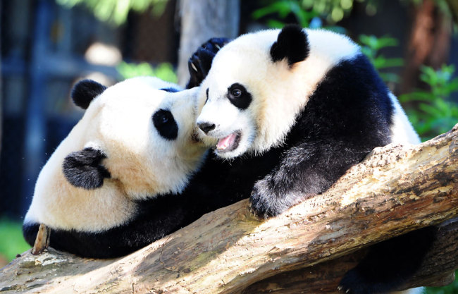 U.S. national zoo begins weeklong goodbye to giant panda Bei Bei