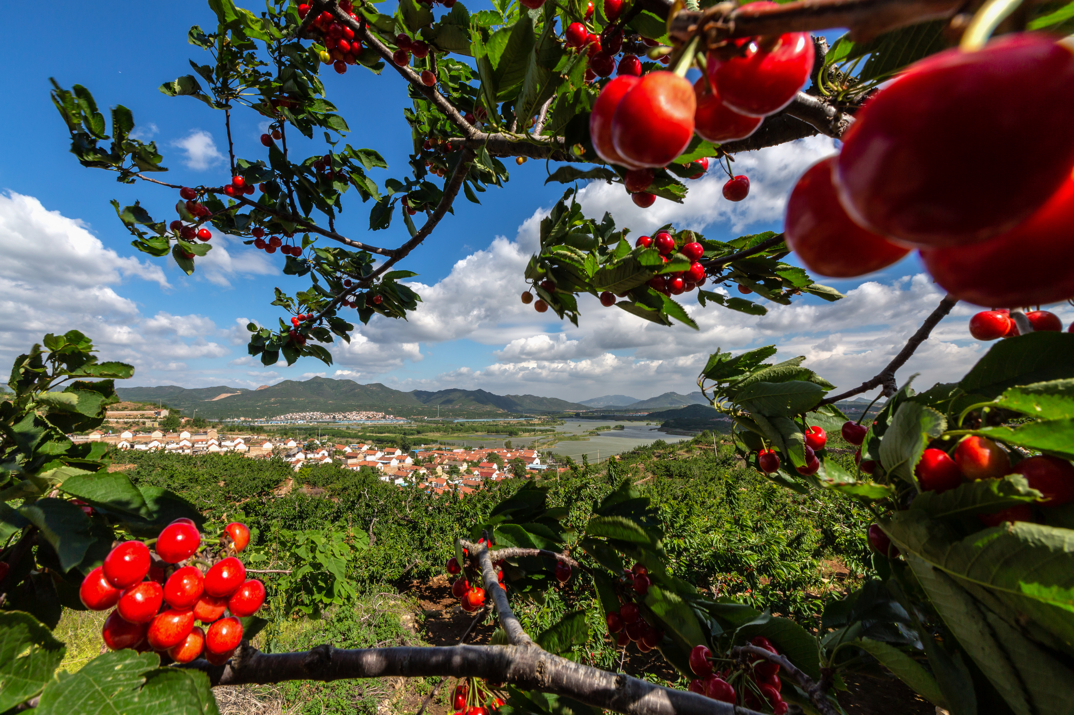 28.13亿元!福山大樱桃继续蝉联全国大樱桃县域品牌第一名_fororder_11