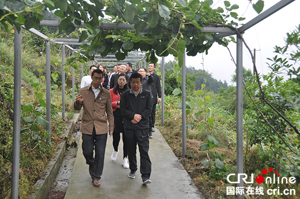 图片默认标题_fororder_调研岐山村猕猴桃产业。摄影-张清锐