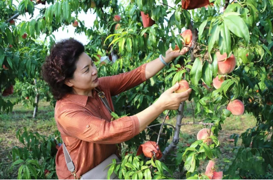 河北盐山: 儒桃丰收采摘忙 树梢缀满“致富果”_fororder_河北沧州:儒桃丰收采摘忙 树梢缀满“致富果”224