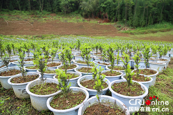图片默认标题_fororder_红豆杉中药材（摄影：葛旺）