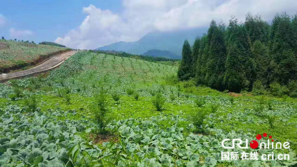 图片默认标题_fororder_高山蔬菜园（新场乡桃花村委-供图）