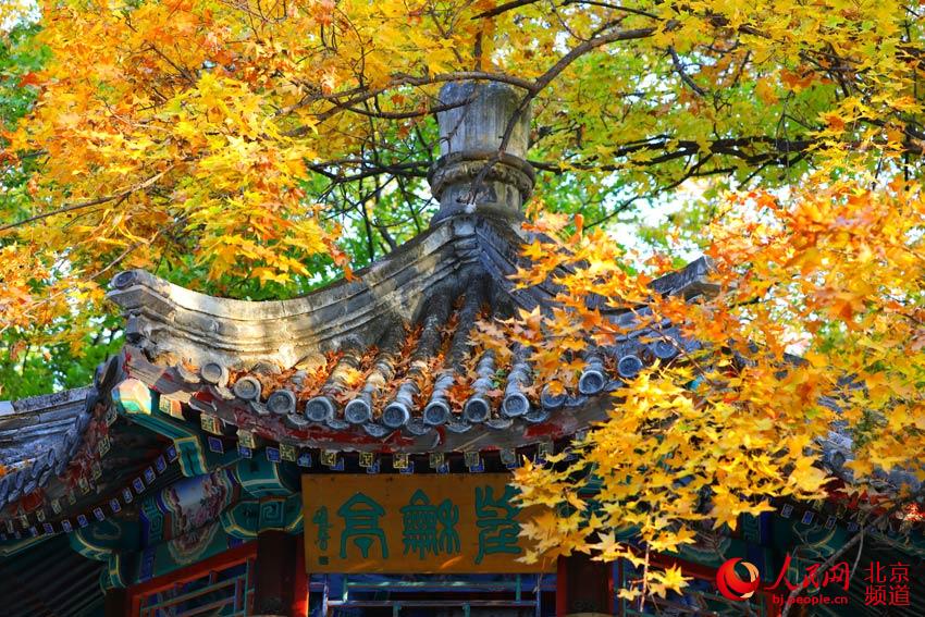 地坛彩叶渲染京城秋色 地坛彩叶渲染京城秋色