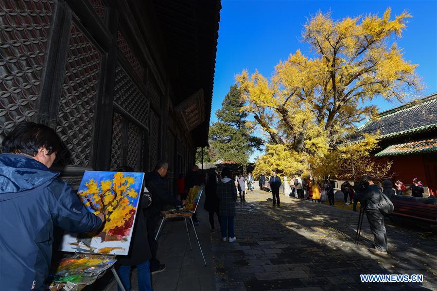 View of ginkgo trees at Dajue Temple in Beijing