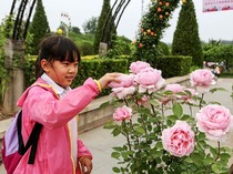 12个月季主题展亮相第十届北京月季文化节 12个月季主题展亮相第十届北京月季文化节