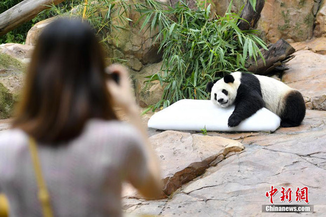 图片默认标题_fororder_熊猫2