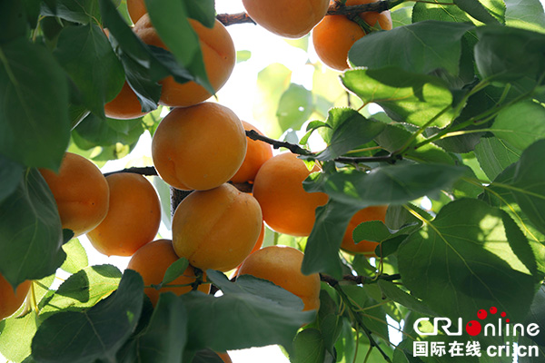 图片默认标题_fororder_杏果挂枝头（摄影：姜锦）