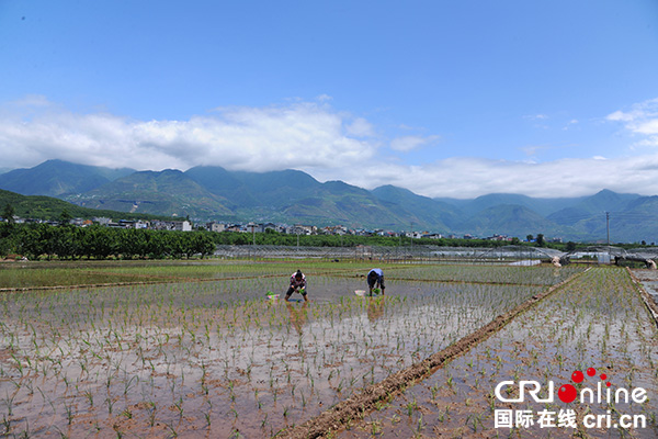 图片默认标题_fororder_插秧