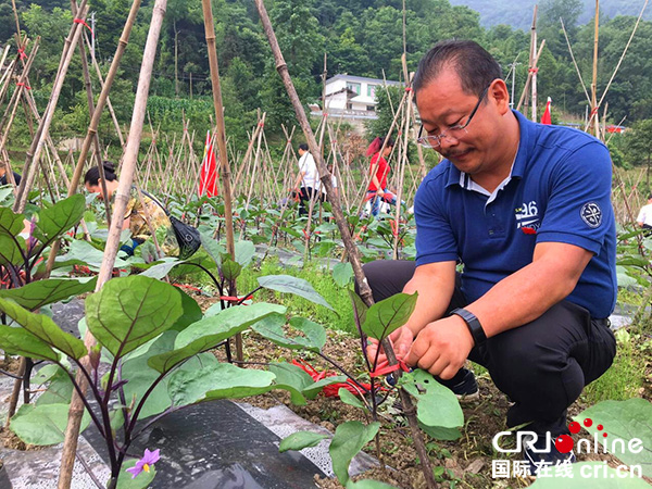 图片默认标题_fororder_谢俊杰（右一）在田间同农户一起劳作（峨边县委宣传部-供图） - 副本