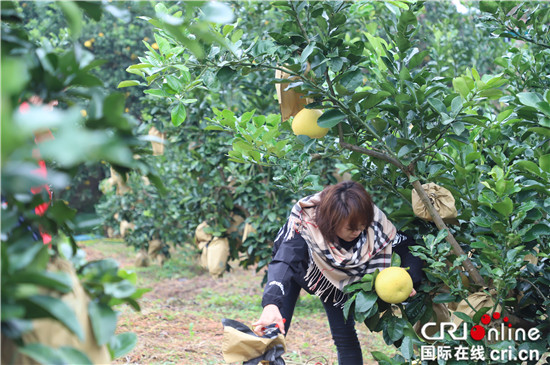 （文中作了修改）【CRI专稿 列表】重庆梁平乡村振兴“柚”有作为：打造梁平柚的国际范