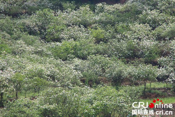 图片默认标题_fororder_漫山遍野的栀子花--（摄影-何芳）