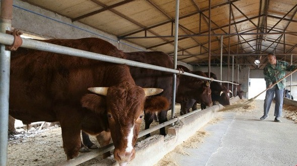 【豫见国际】平顶山市郏县将打造中国牛肉第一城 让农民“牛”起来