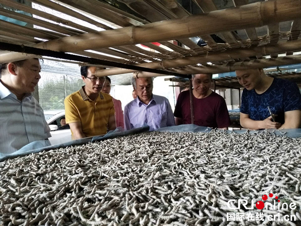 图片默认标题_fororder_专家指导大蚕饲养技术（摄影-吴华）