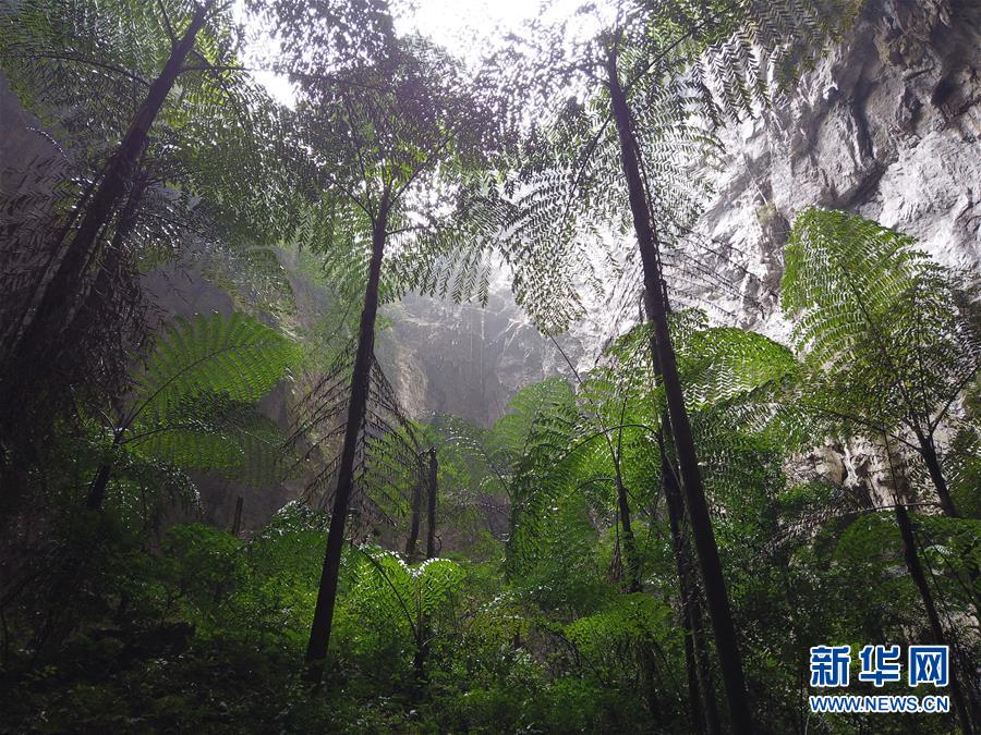 广西那坡县发现一大型天坑群