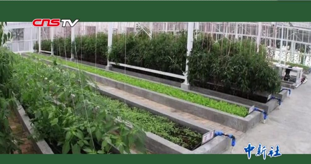 【中新社】种菜天赋哪家强？实力已经不允许我们低调了！