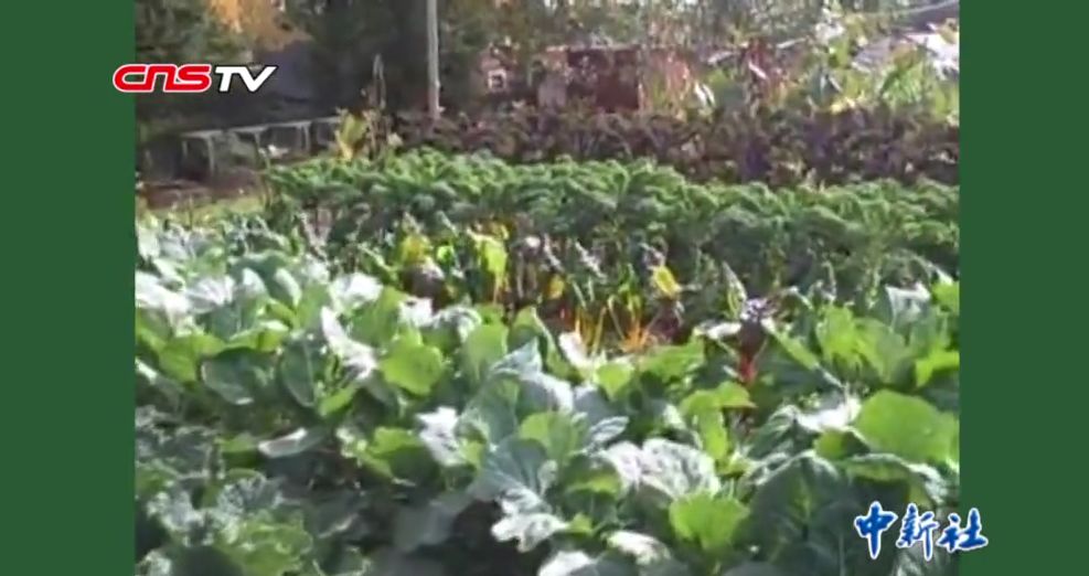 【中新社】种菜天赋哪家强？实力已经不允许我们低调了！