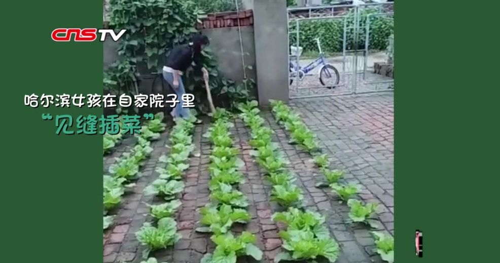 【中新社】种菜天赋哪家强？实力已经不允许我们低调了！