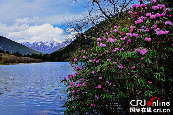 图片默认标题_fororder_朵朵杜鹃映莲花-摄影-李荣伟