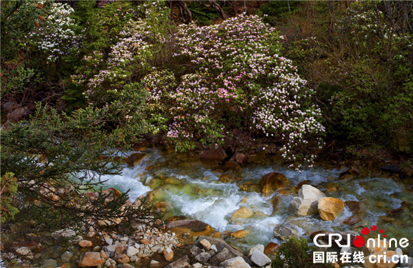 图片默认标题_fororder_春韵-摄影-代奇元