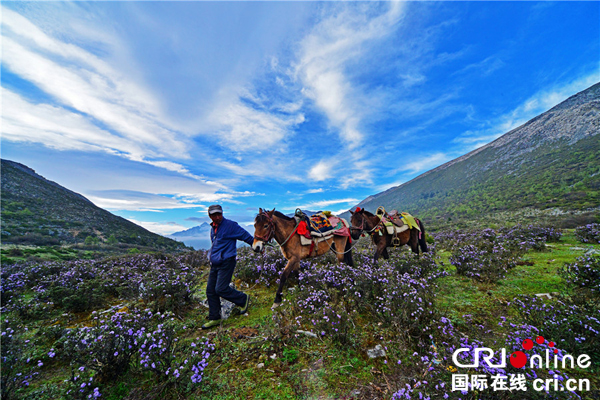 图片默认标题_fororder_牵马人-摄影-李荣伟