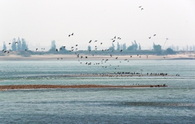 孟津黄河湿地：1.5万公顷湿地 10万只禽鸟群翔