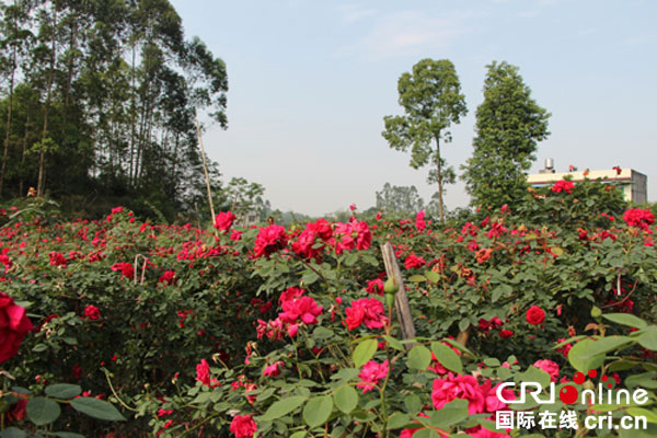 图片默认标题_fororder_玫瑰园玫瑰飘香