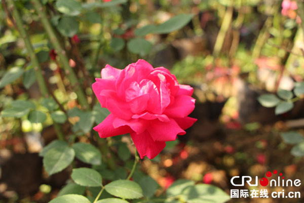 图片默认标题_fororder_娇艳欲滴的玫瑰