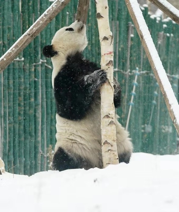 亚布力熊猫爱玩雪
