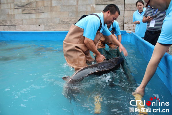 图片默认标题_fororder_工作人员运送放流的长江鲟--摄影张勇