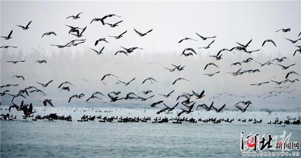 河北磁县：大雁做客溢泉湖
