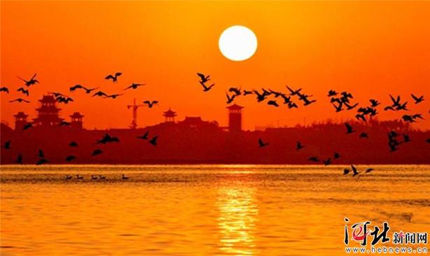 河北磁县:大雁做客溢泉湖