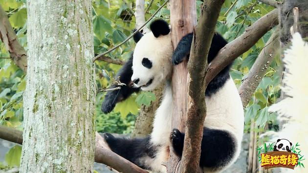 又多了个baby！ 黄晓明把熊猫贝贝念成baby(图)