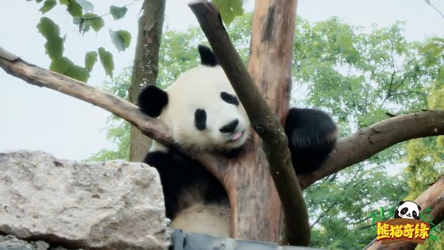 又多了个baby！ 黄晓明把熊猫贝贝念成baby(图)