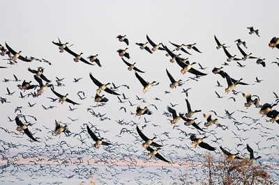 黄河长垣境内成鸟类天堂 冬季各种禽鸟达数万甚至十万只