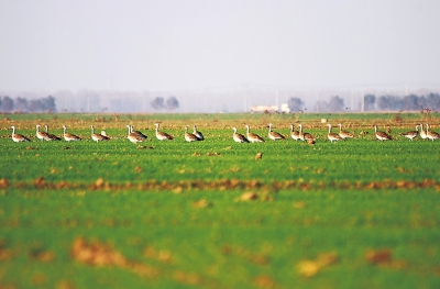 黄河长垣境内成鸟类天堂 冬季各种禽鸟达数万甚至十万只