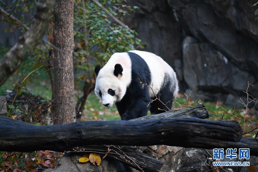 旅美大熊猫“贝贝”启程回国