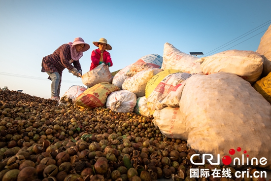 贵州天柱：科技浇灌油茶飘香