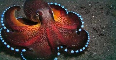 章鱼堪称地球最聪明动物:有3500条世上罕见基