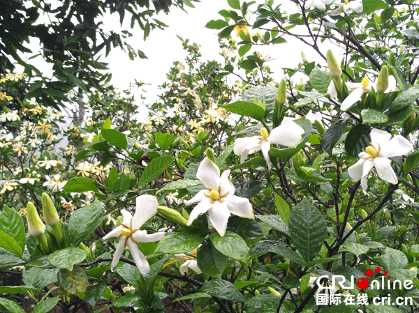 图片默认标题_fororder_雨后娇滴滴的栀子花-摄影张勇