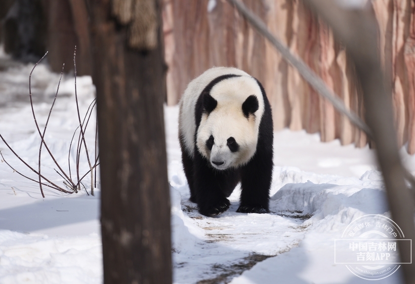 东北虎园大熊猫开启幸福“猫冬”模式