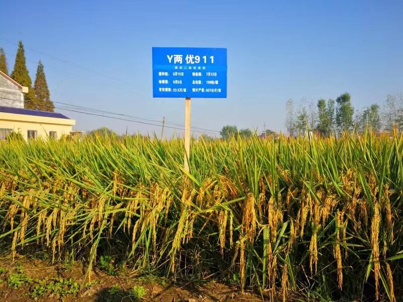 [科技日报]亩产1365公斤！我国长江中游双季稻产量创新高