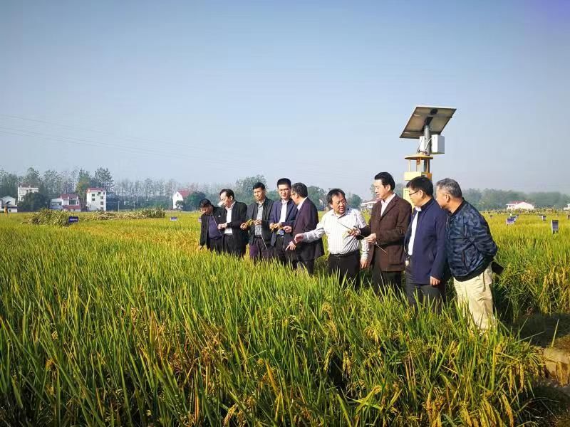 [科技日报]亩产1365公斤！我国长江中游双季稻产量创新高