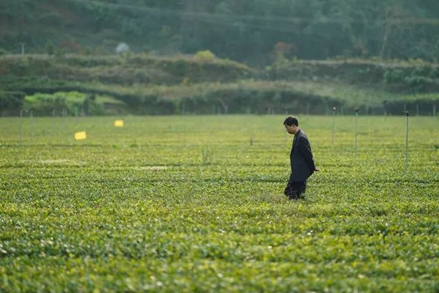 「科技日报」科技特派员王衍成：二十八年坚守，只为茶花满山开