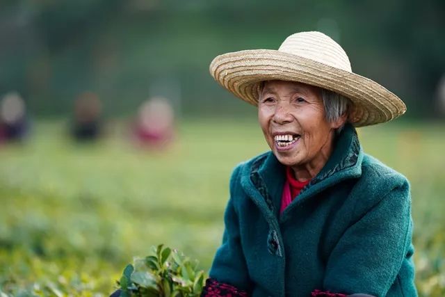 「科技日报」科技特派员王衍成：二十八年坚守，只为茶花满山开