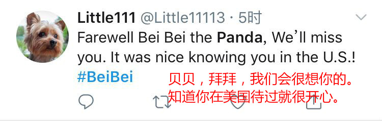 「中国日报网」【中国那些事儿】旅美熊猫贝贝回国 美国粉丝：我