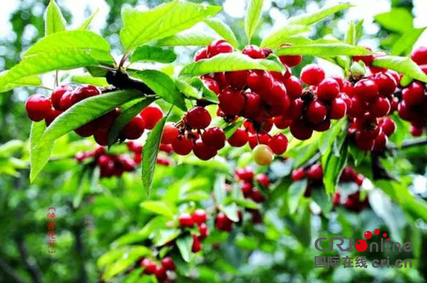 图片默认标题_fororder_5