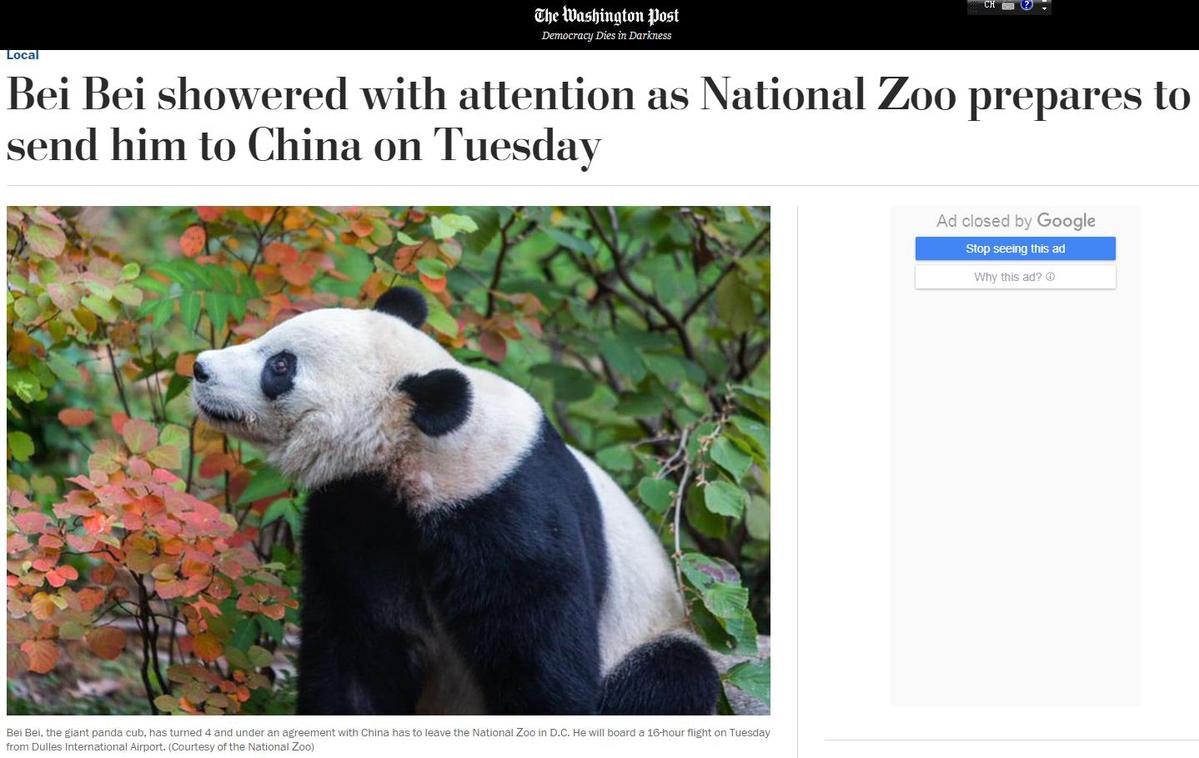 「中国日报网」【中国那些事儿】旅美熊猫贝贝回国 美国粉丝：我