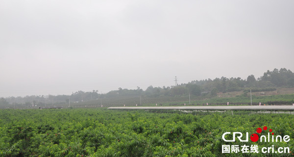 图片默认标题_fororder_双流邻港果蔬合作社的果蔬基地（摄影-唐浩博）